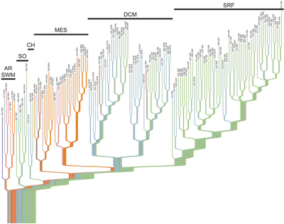 Hierarchical decomposition of TARA Ocean dataset using the plnHDP. Shown in green the SRF samples, in blue the DCM samples, in orange the MES samples, and in brown the MIX samples. There are two other types of samples, namely those shown in pink, which represents MES samples at the marine oxygen minimum zone, and in purple a DCM sample at the marine oxygen minimum zone. Six clusters are shows, three of them named after their main depth constituents (SRF, DCM, MES), and three of them after their location, CH for the coast of Chile, SO for the South Ocean, and AR/SWM for the Arabian sea and two stations far off the South-West coast of Mexico.